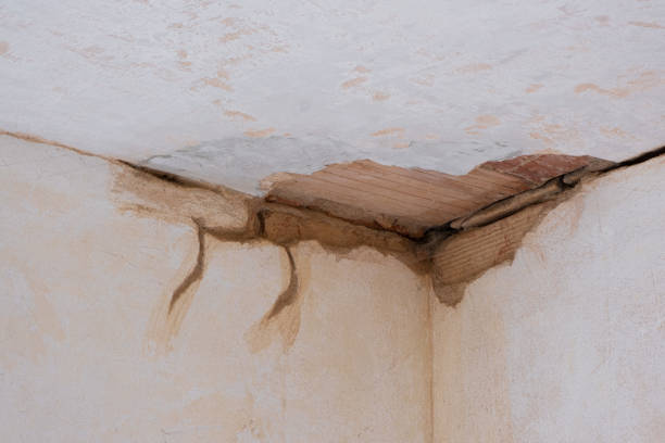 Best Mold removal after water damage  in Woodbine, GA
