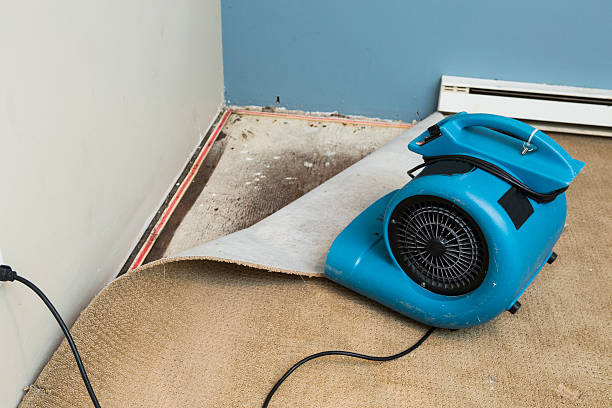 Best Local water damage restoration  in Woodbine, GA